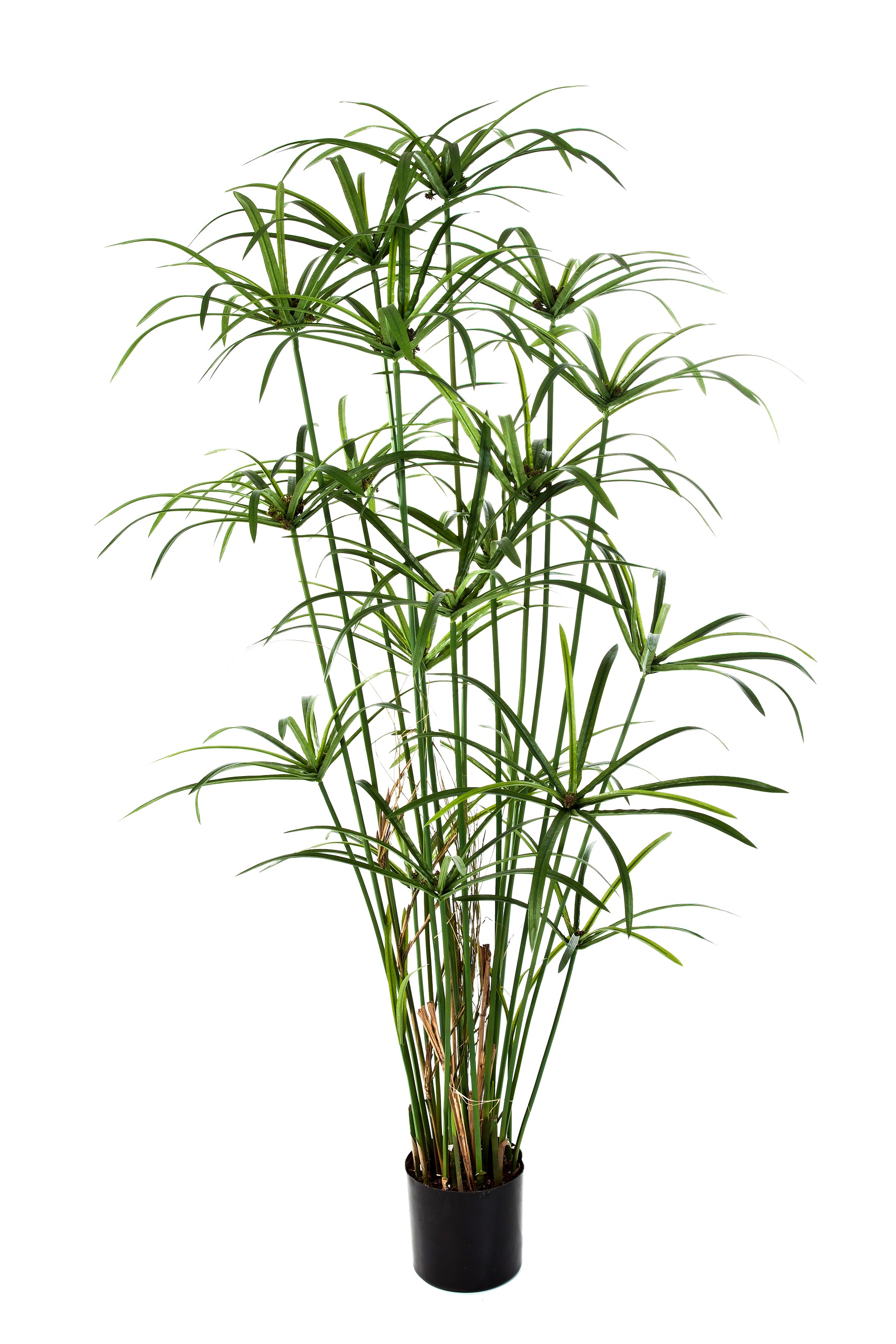 papyrus plant royal pot h155