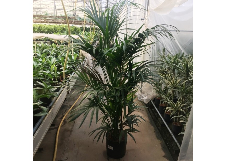 KENTIA FORSTERIANA  10PP 32/28  H220