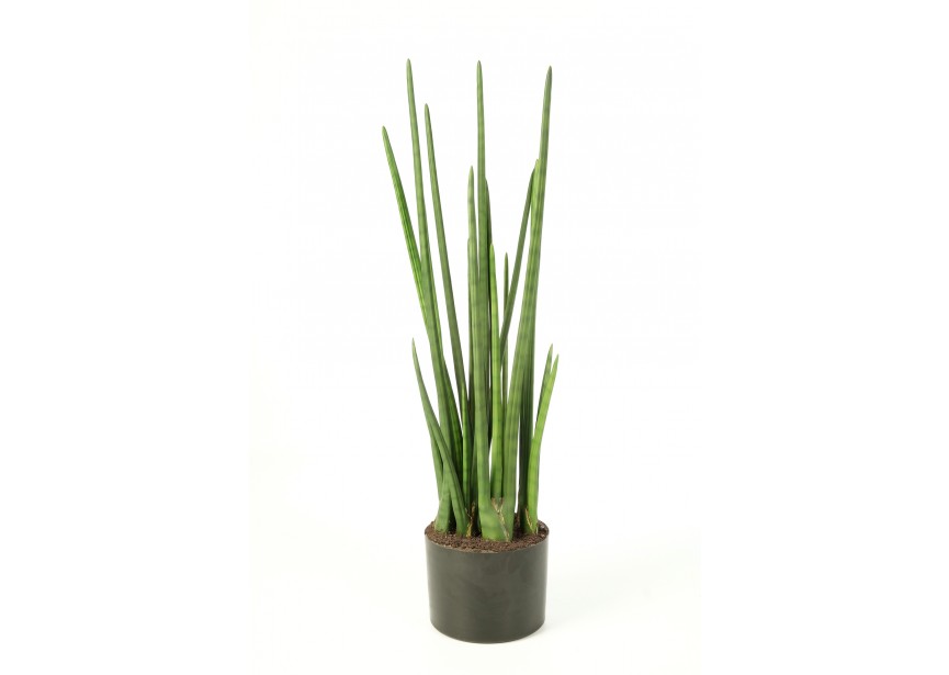 BATON PLANT 99 CM W/POT H99