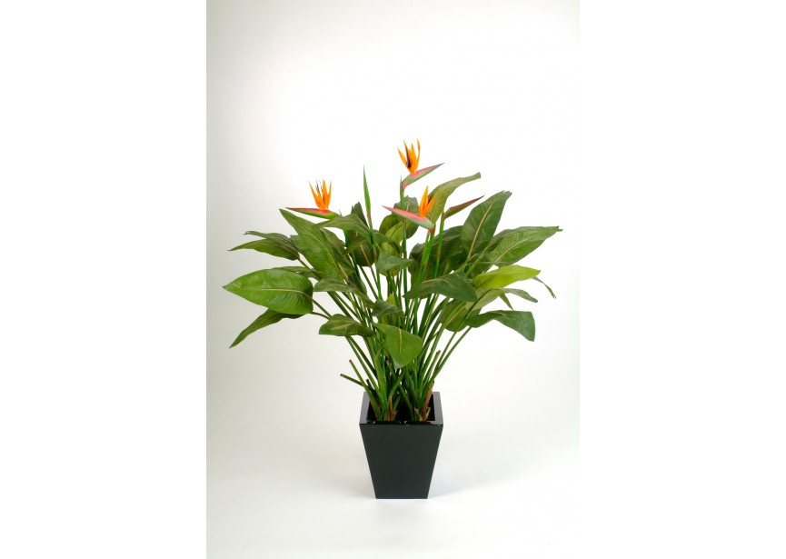 NATURAL STRELITZIA W/POT H130