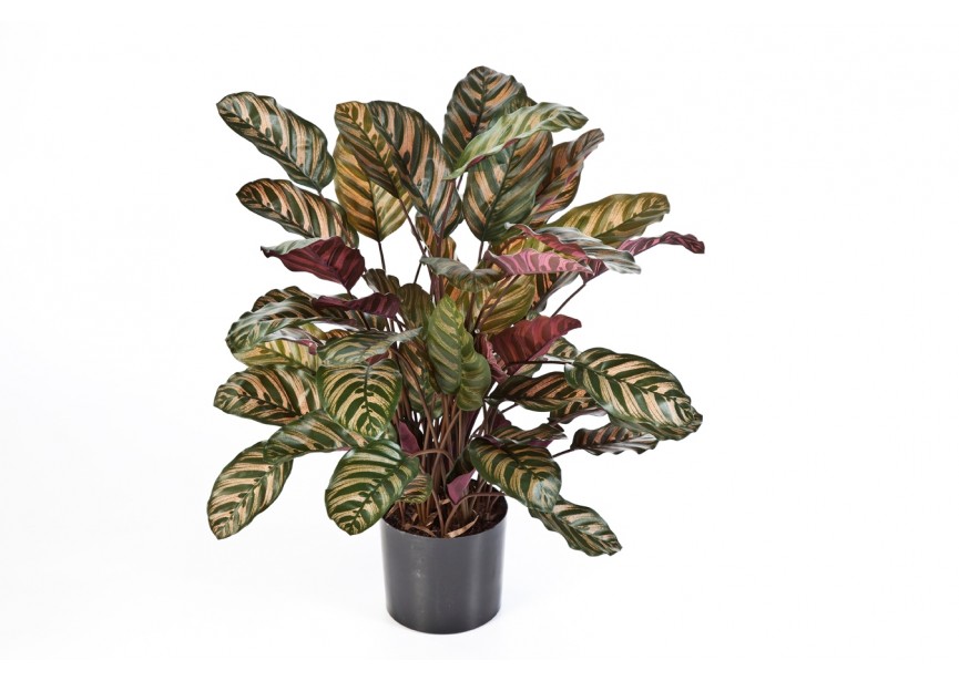 RED CALATHEA X 65 W/P H78