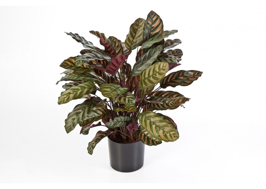 RED CALATHEA X 88 W/P H80