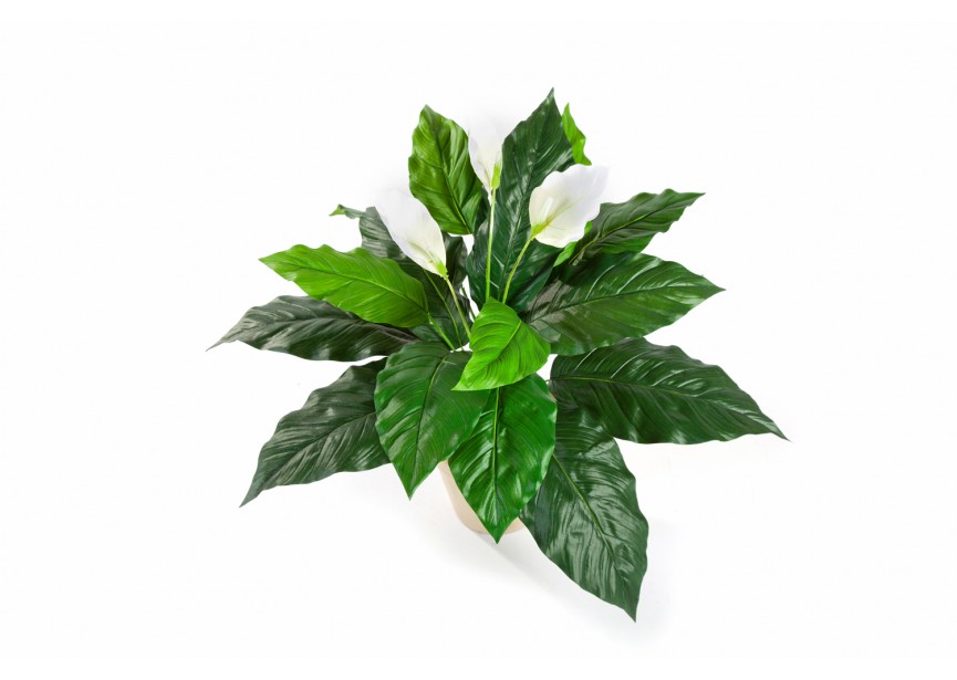 SPATHIPHYLLUM H71