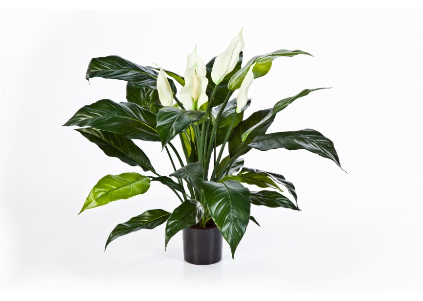 SPATHIPHYLLUM DE LUXE W/P H73