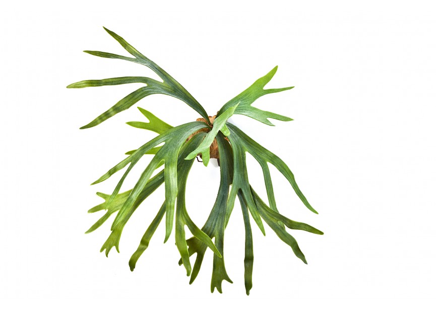 STAGHORN FERN X 8 LVS H50