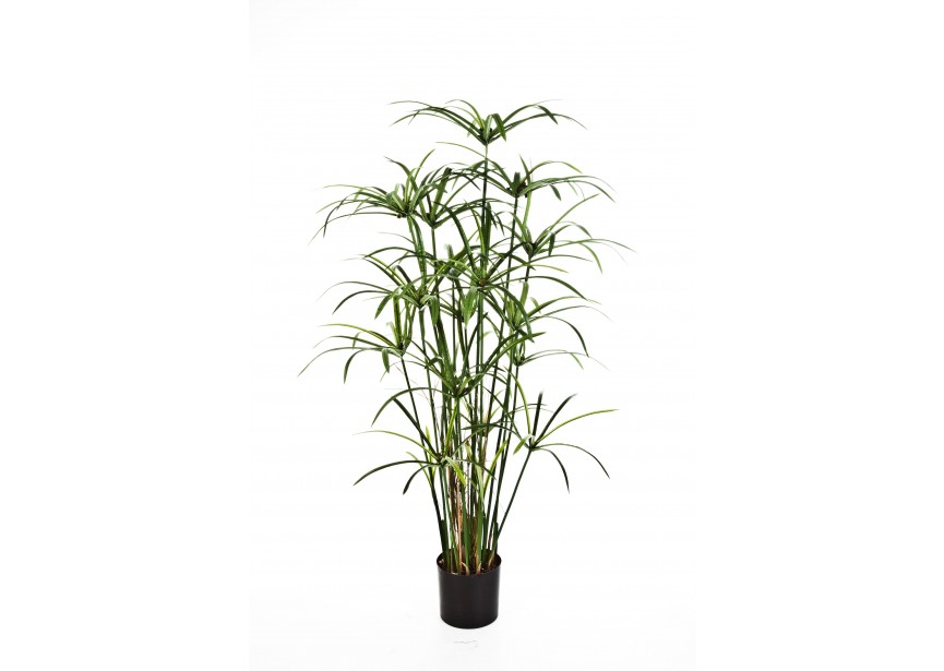 4 ROYAL PAPYRUS PLANT W/POT H125