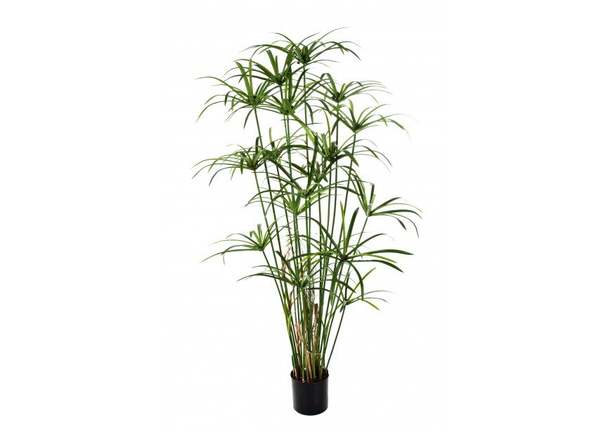 5 ROYAL PAPYRUS PLANT W/POT H155