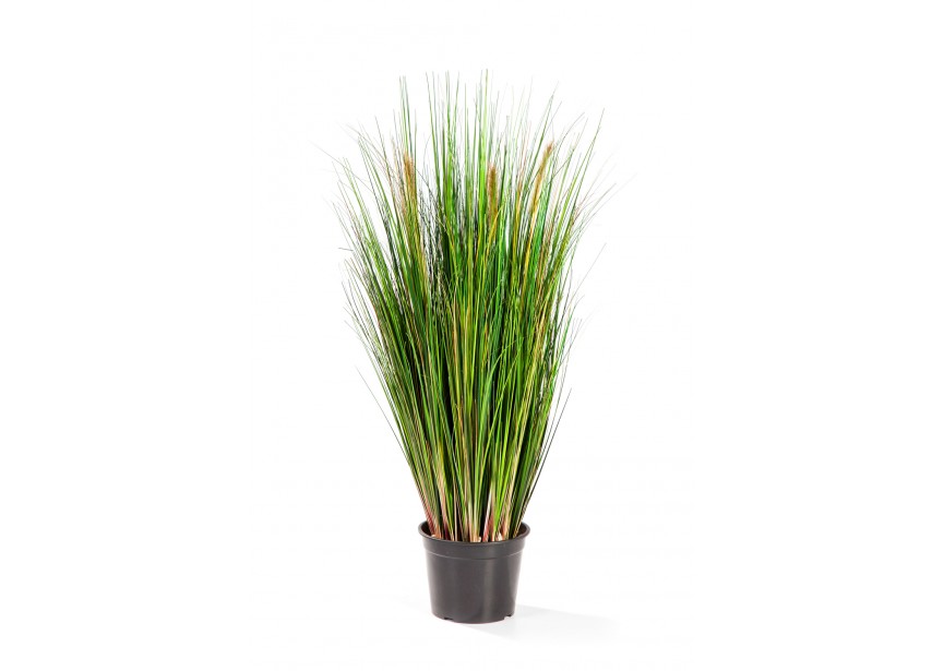 3 FOXTAIL GRASS W/GREEN FL H90