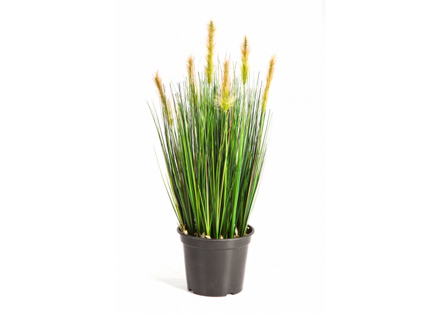 2 FOXTAIL GRASS W/GREEN FL H60