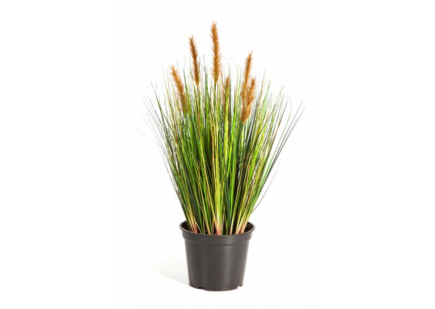 2 FOXTAIL GRASS W/BROWN FL H60