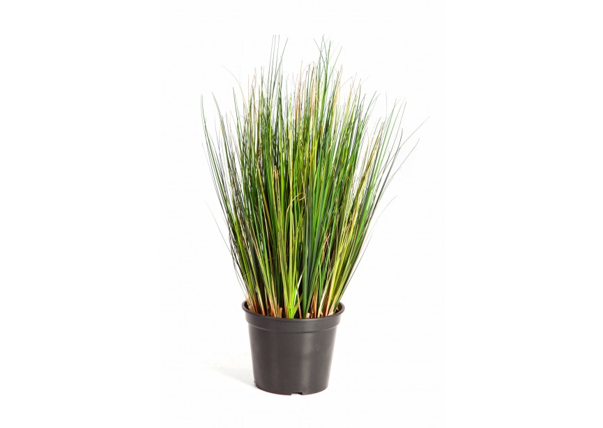 2 FOXTAIL GRASS H60