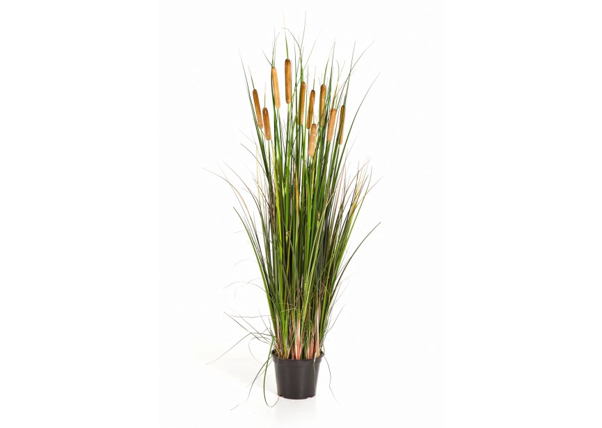 4 CATTAIL GRASS W/BROWN FL H120