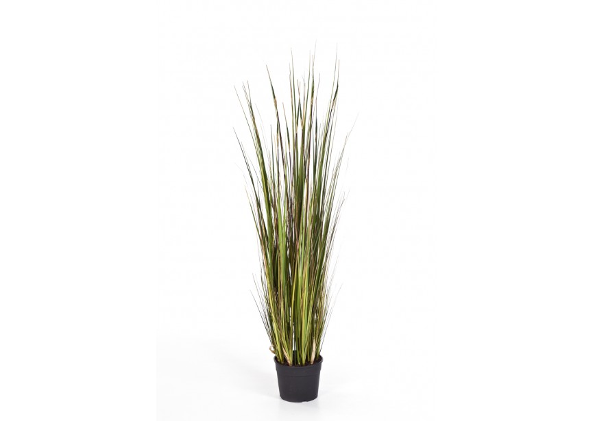 4 BAMBOO GRASS X 9 H120