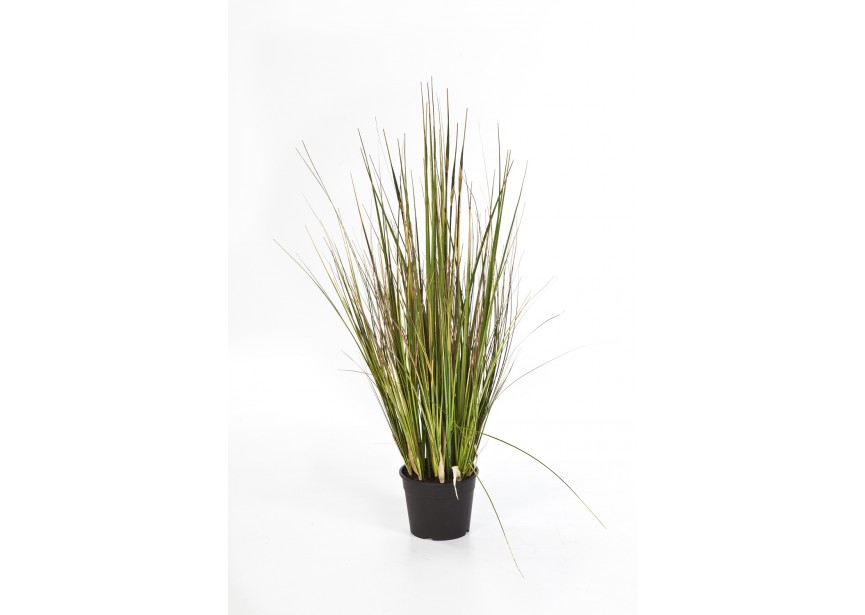 3 BAMBOO GRASS X 5 H90