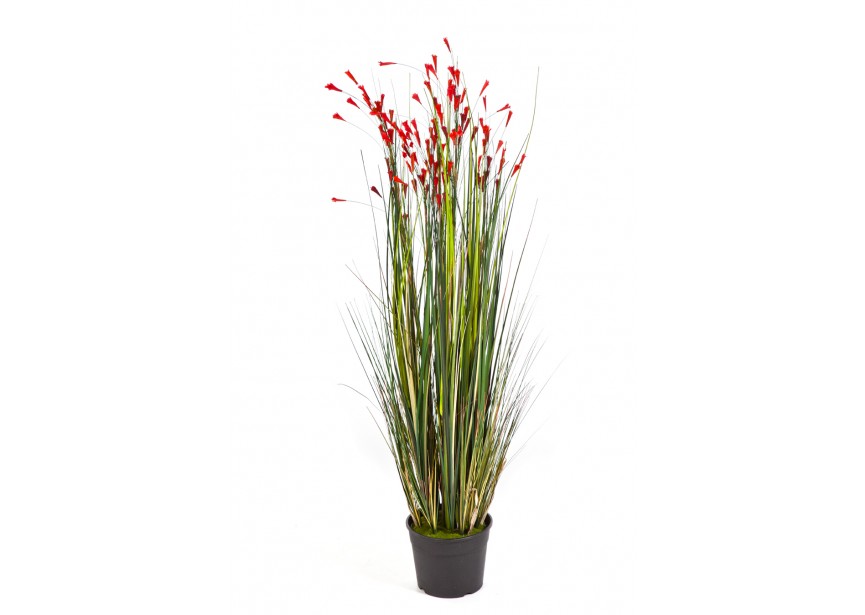4 CORAL GRASS W/RED FLOWERS H120