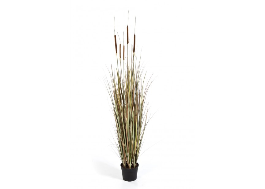 5 AUTUMN CATTAIL GRASS H150