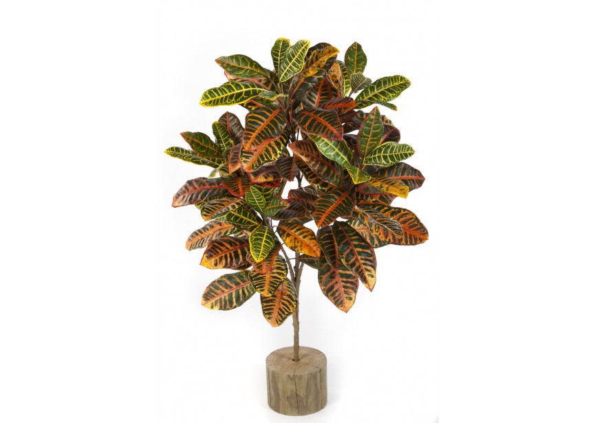 CROTON LEAF BUSH X 30 LVS H40