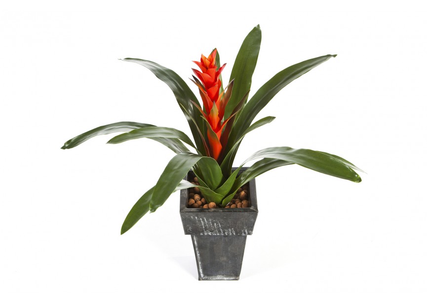 GUZMANIA CONTINENTAL H47