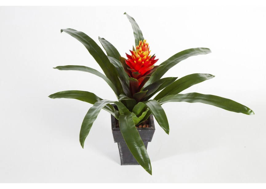 GUZMANIA CONIFERA H50