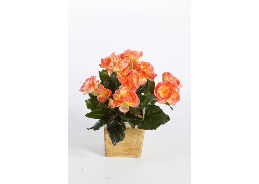 BEGONIA BUSH X 36 H20