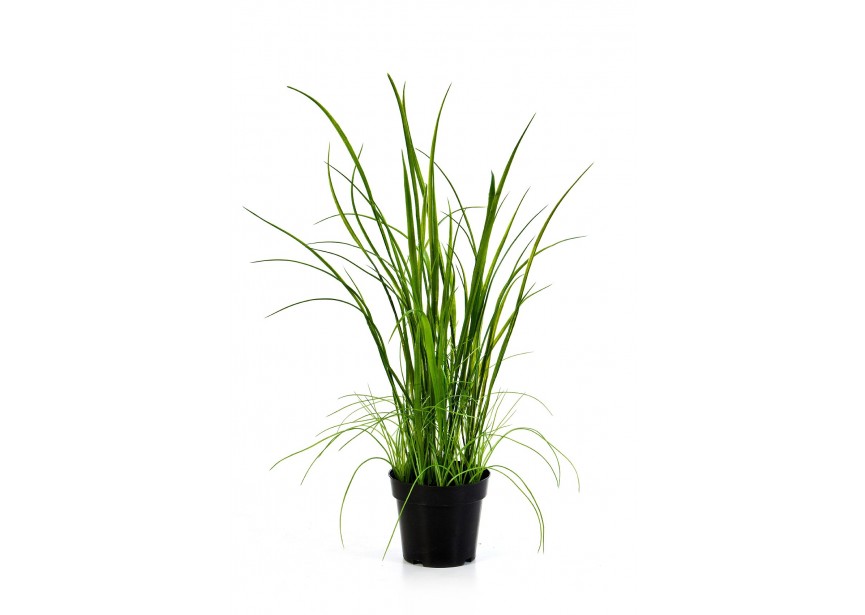 WILD GRASS W/POT H70