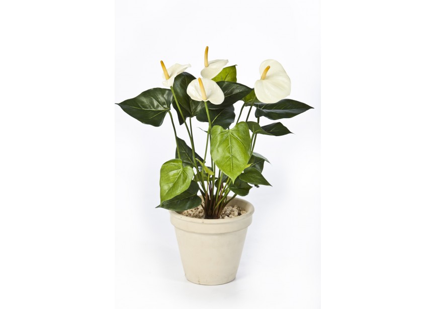 ANTHURIUM DE LUXE CREAM H56