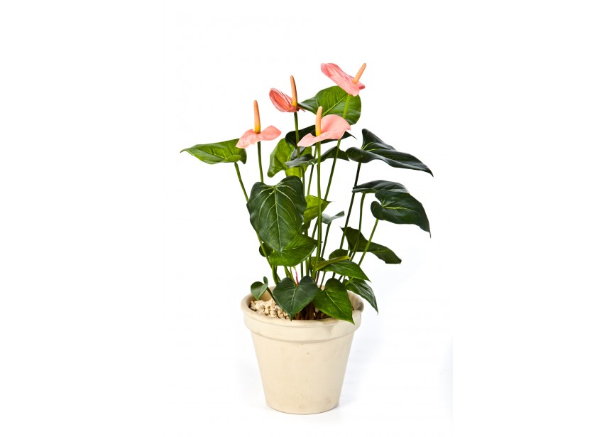 ANTHURIUM DE LUXE PINK H56