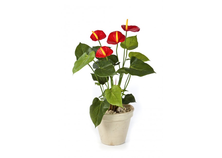 ANTHURIUM DE LUXE RED H56