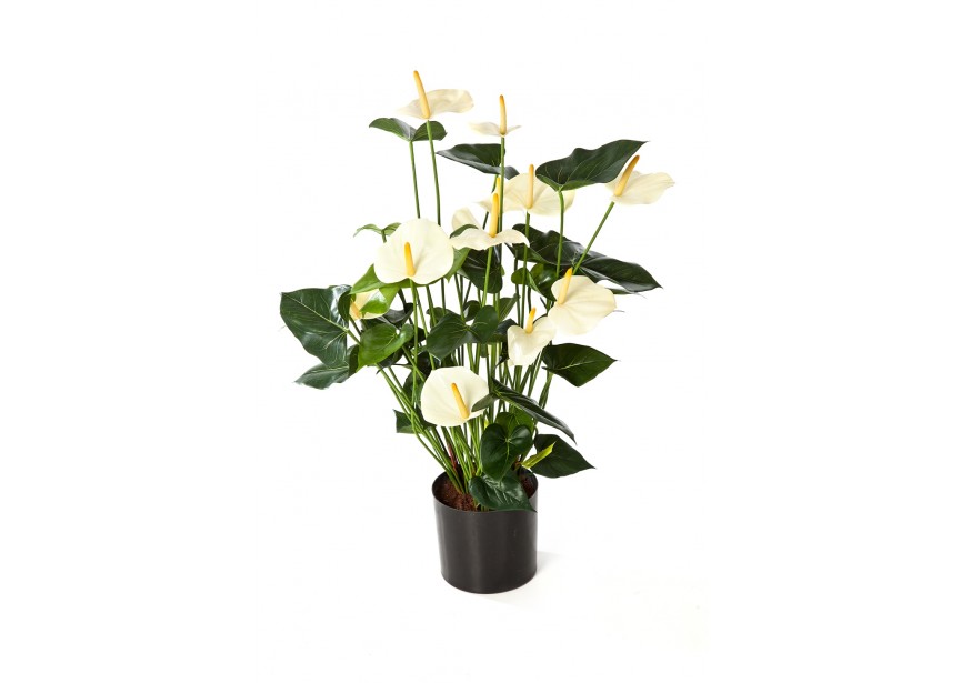 ANTHURIUM DELUXE W/POT CREAM H78