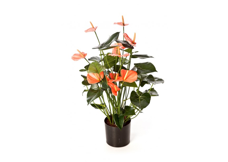 ANTHURIUM DELUXE W/POT PINK H78