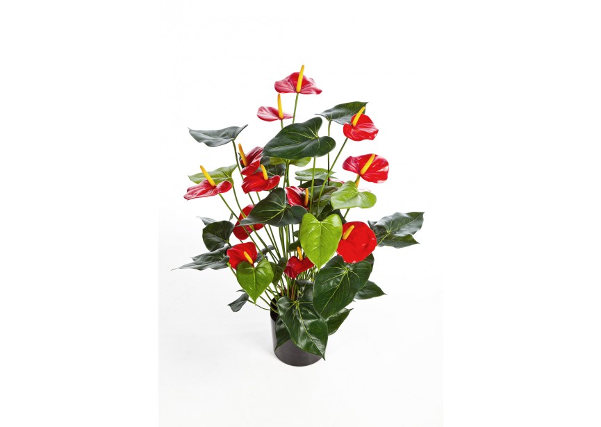 ANTHURIUM DELUXE W/POT RED H78