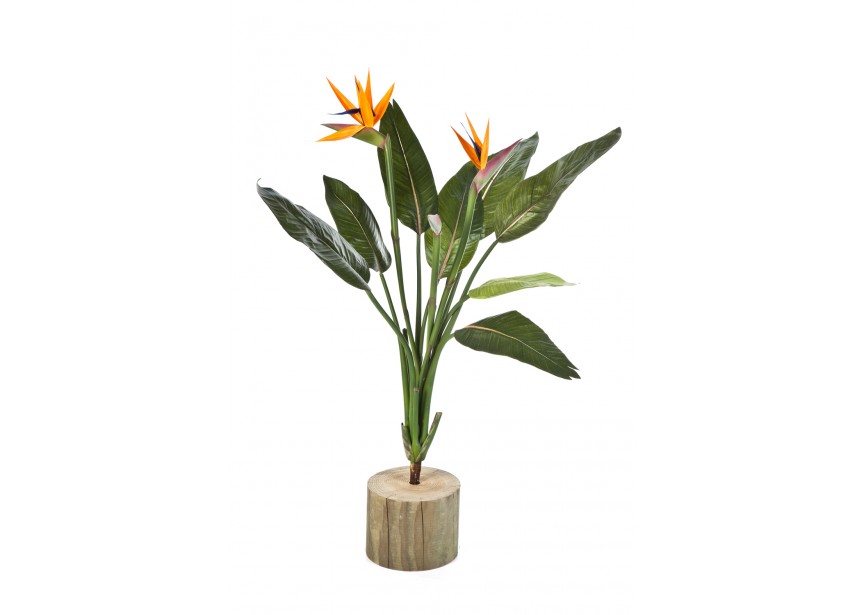 STRELITZIA BUSH X 11 H100