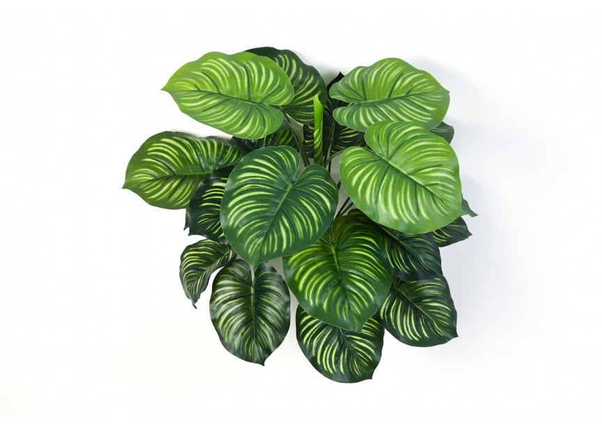 CALATHEA BUSH X 22 H45