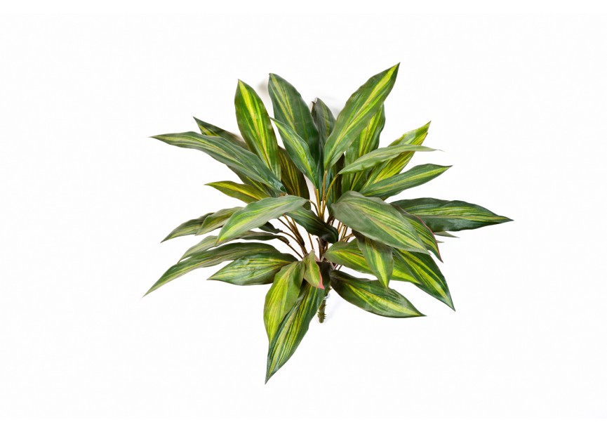 DRACAENA BUSH X 36 H48