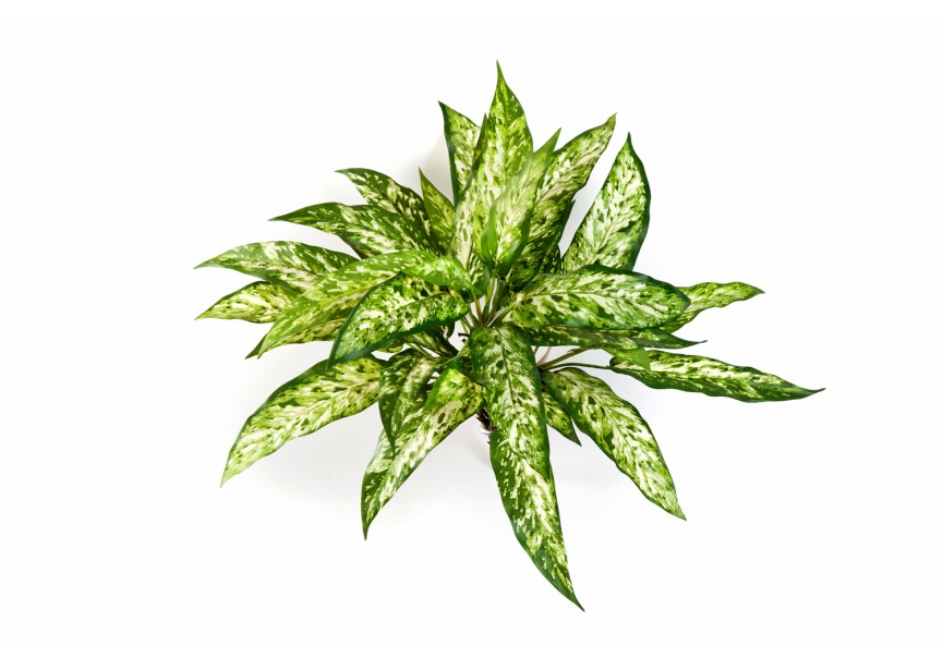 AGLAONEMA BUSH X 36 H48