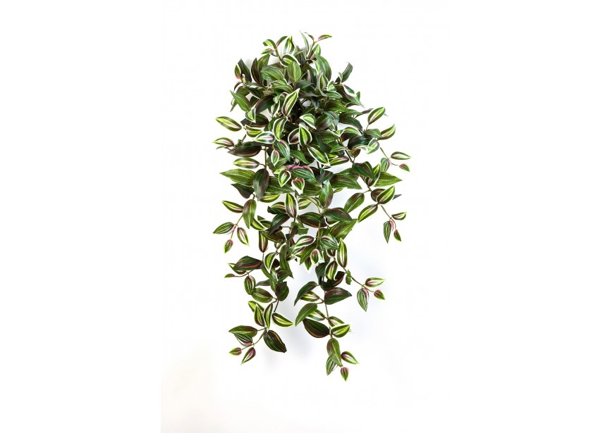 WANDERING JEW HANGING BUSH X H70