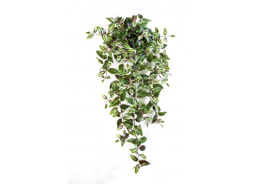 WANDERING JEW HANGING BUSH X H95