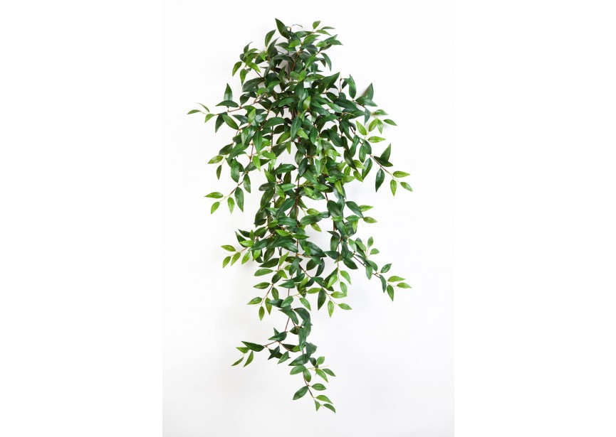 TRADESCANTIA HANGING BUSH X H105