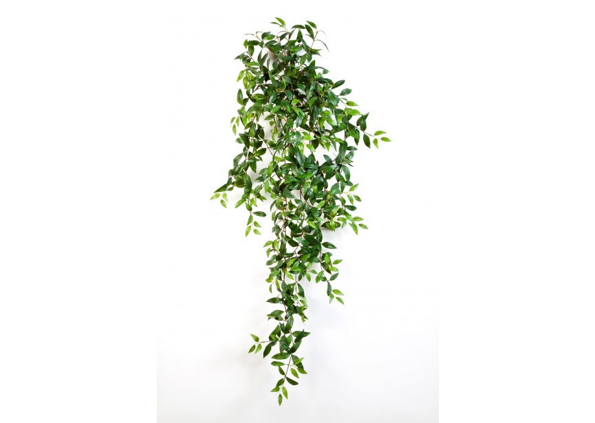 TRADESCANTIA HANGING BUSH X H125