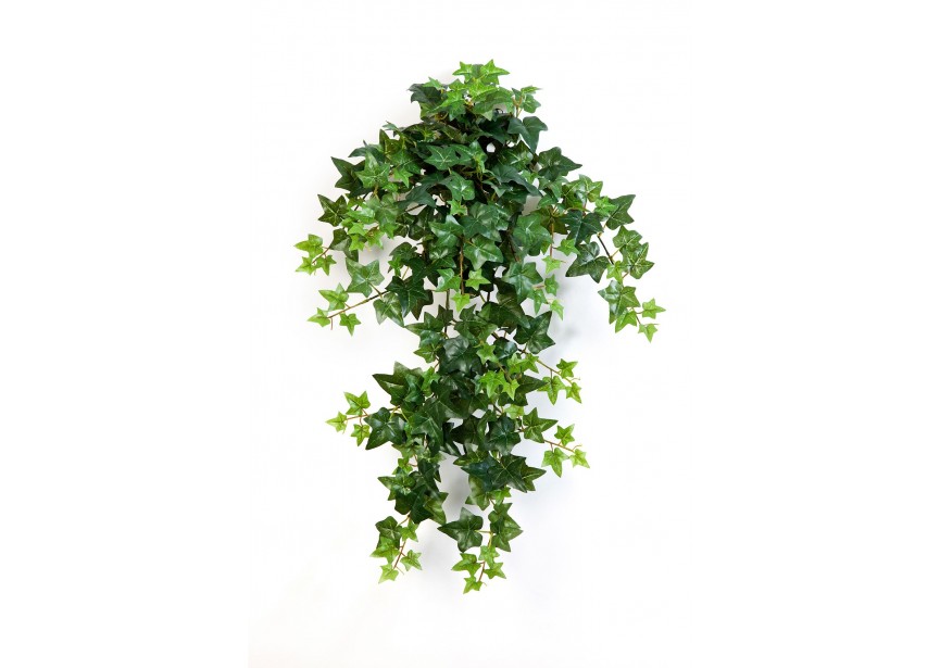 GREEN IVY HANGING BUSH X 12 H70