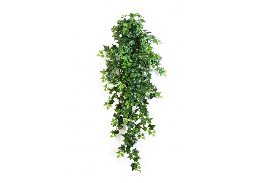 GREEN IVY HANGING BUSH X 18 H110