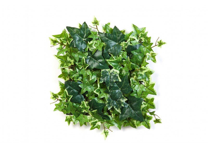 VARIEGATED IVY MAT 30X30 CM H30X3