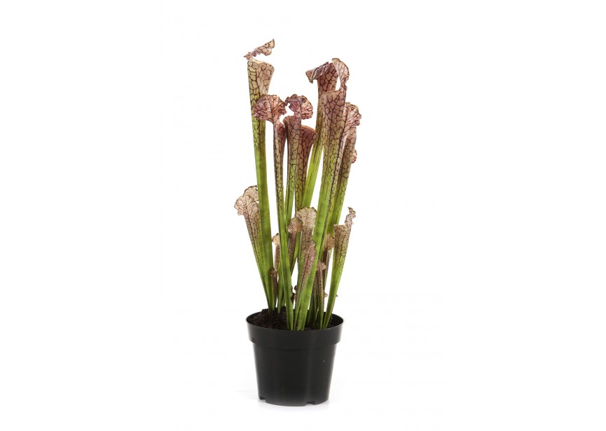 SARRACENIA BROWN W/POT H65