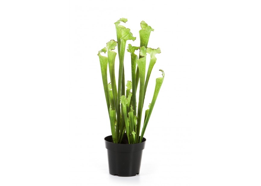 SARRACENIA GREEN W/POT H65