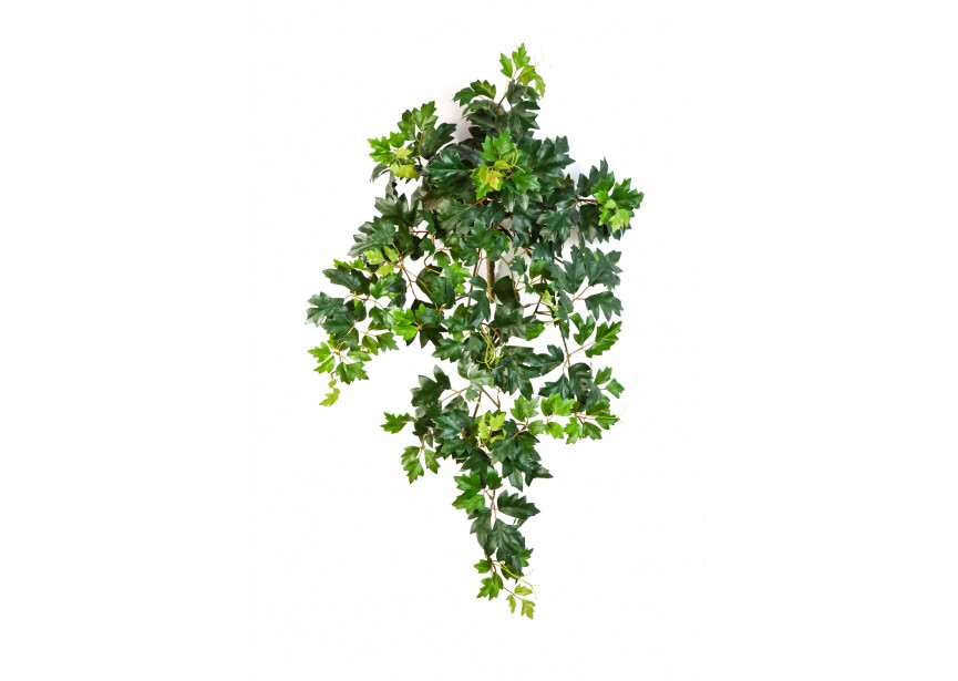 GRAPE IVY HANGING BUSH X 7 H70