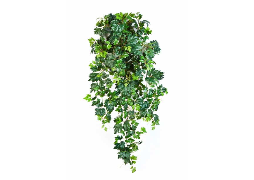 GRAPE IVY HANGING BUSH X 12 H90