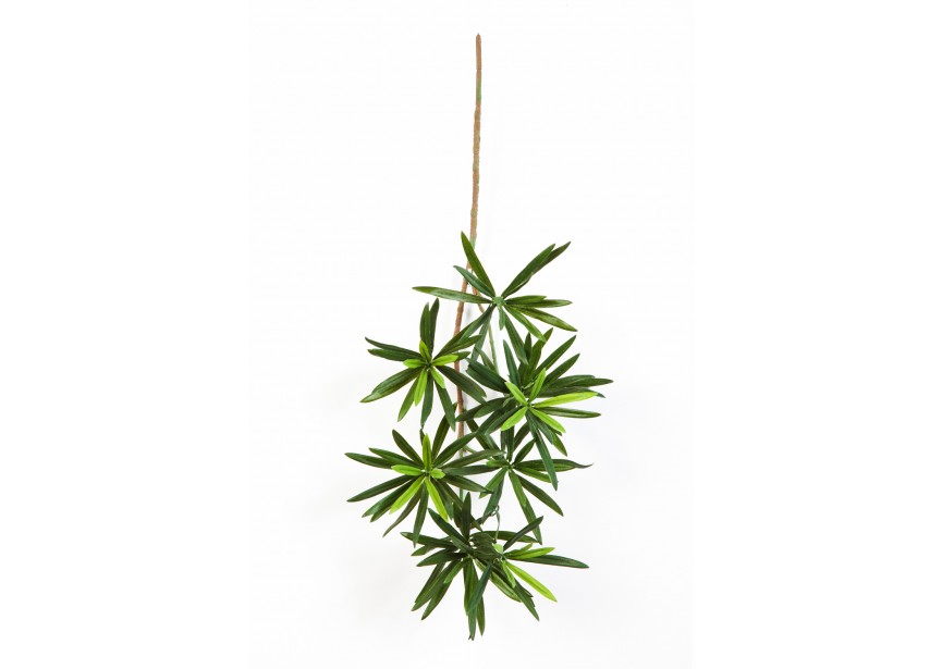 NEW PODOCARPUS SPRAY 53 CM H53