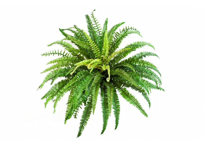 FOREST FERN X 76 H85