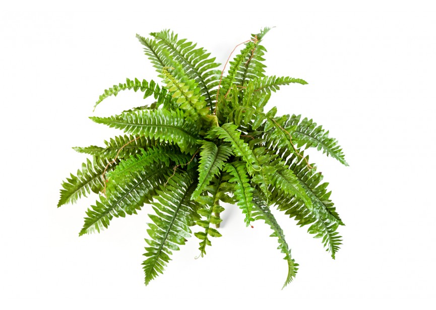 BOSTON FERN X 31 H60