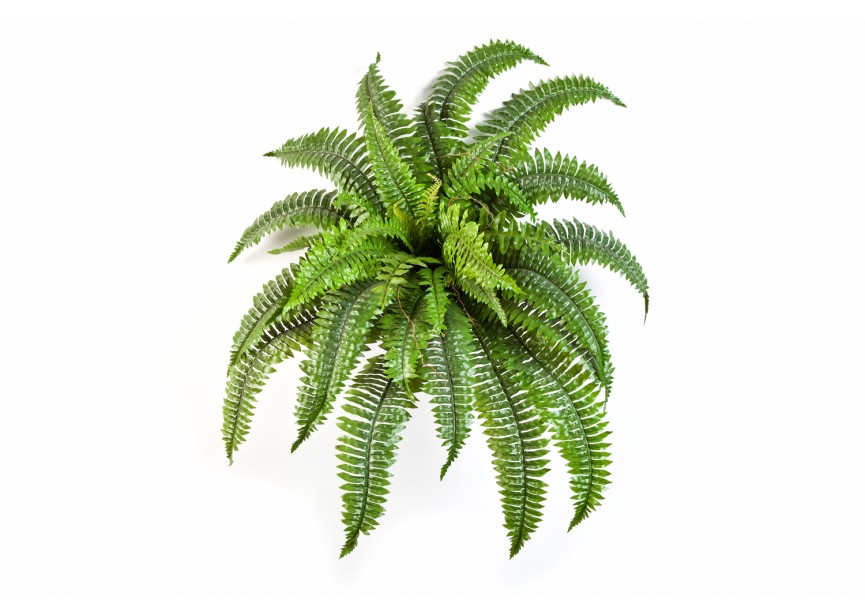 BOSTON FERN X 34 H75